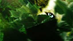 wolf