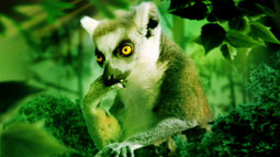 lemur