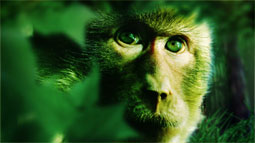 monkey