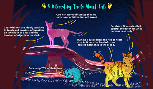 5 facts about cats